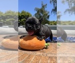 Puppy Cyrus French Bulldog