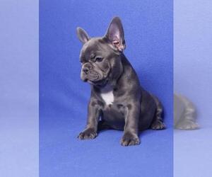 French Bulldog Puppy for sale in LAS VEGAS, NV, USA