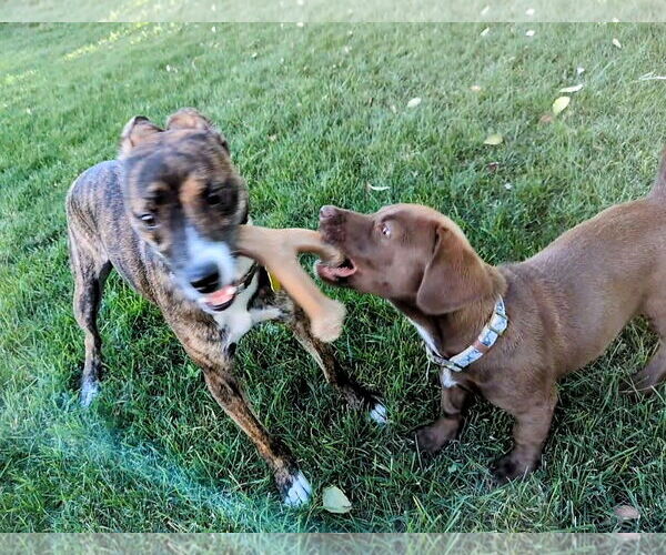 Medium Photo #14 Dachshund-Labrador Retriever Mix Puppy For Sale in Sandy, UT, USA