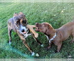 Small #13 Dachshund-Labrador Retriever Mix