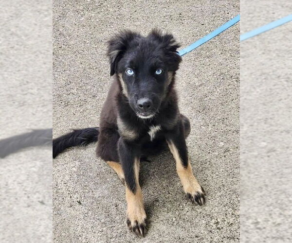 Medium Photo #1 Australian Shepherd-Unknown Mix Puppy For Sale in Omaha, NE, USA