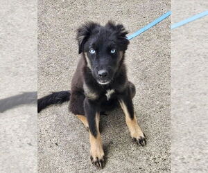 Australian Shepherd-Unknown Mix Dogs for adoption in Omaha, NE, USA