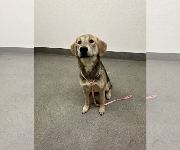 Medium Photo #2 Labrador Retriever-Unknown Mix Puppy For Sale in San Diego, CA, USA