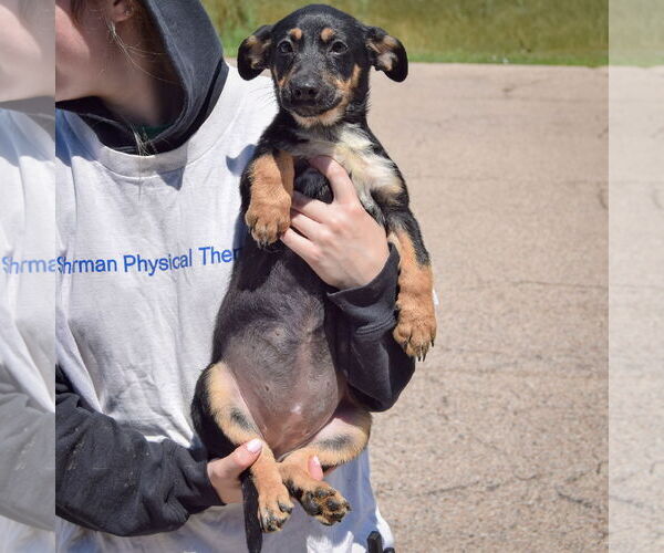 Medium Photo #4 German Shepherd Dog-Unknown Mix Puppy For Sale in Huntley, IL, USA