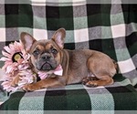 Small Photo #4 French Bulldog Puppy For Sale in QUARRYVILLE, PA, USA