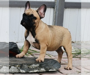 French Bulldog Puppy for Sale in Hollywood, Florida USA