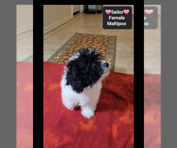 Medium Photo #2 Maltipoo (Miniature) Puppy For Sale in TUCSON, AZ, USA