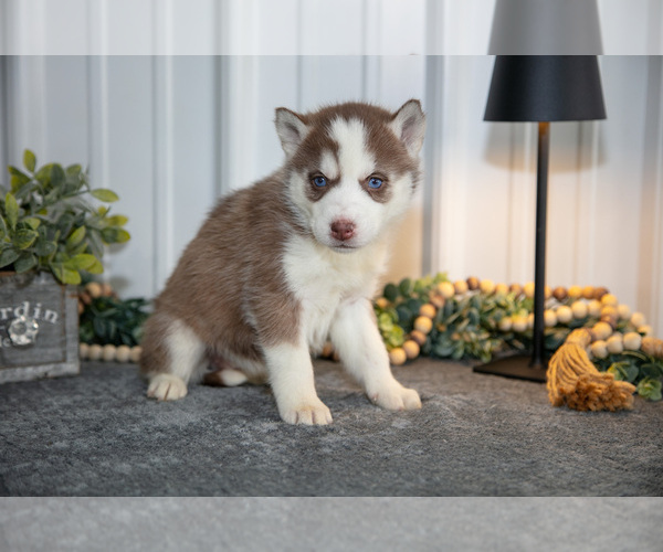 Medium Photo #10 Siberian Husky Puppy For Sale in SHREVE, OH, USA