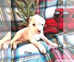 Puppy Chip Boxer