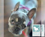 Small #2 French Bulldog