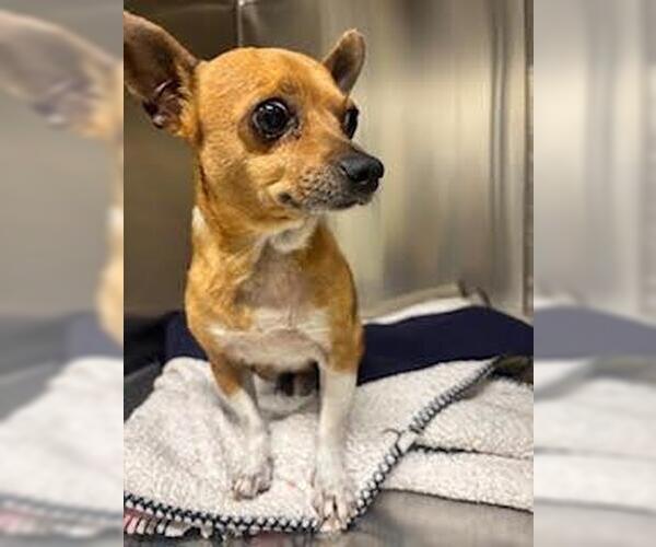 Medium Photo #1 Chihuahua-Unknown Mix Puppy For Sale in Incline Village, NV, USA