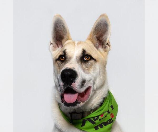 Medium Photo #4 German Shepherd Dog-Siberian Husky Mix Puppy For Sale in Santa Maria, CA, USA