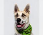 Small #3 German Shepherd Dog-Siberian Husky Mix