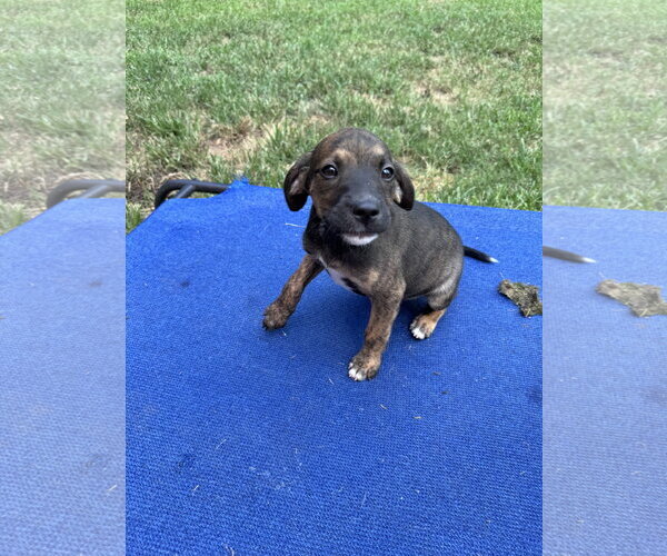 Medium Photo #4 Mutt Puppy For Sale in Greenville, SC, USA