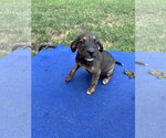 Small #3 Mutt