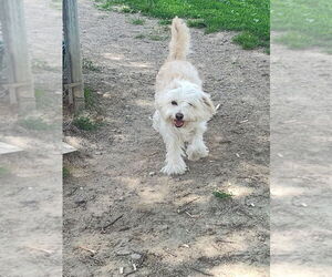 Lhasa Apso-Unknown Mix Dogs for adoption in Linton, IN, USA