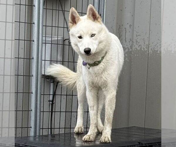 Medium Photo #33 Huskies -Unknown Mix Puppy For Sale in Fargo, ND, USA