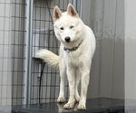 Small #32 Huskies  Mix