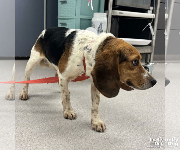 Medium Photo #3 Beagle-Unknown Mix Puppy For Sale in Washington, DC, USA