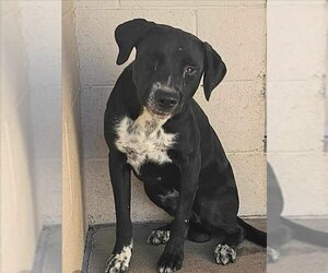 Lab-Pointer Dogs for adoption in Chandler, AZ, USA