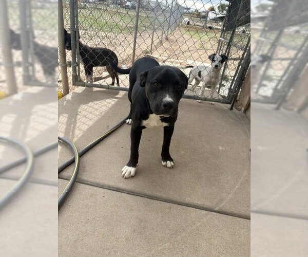 Medium Photo #2 Staffordshire Bull Terrier Puppy For Sale in Amarillo, TX, USA