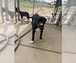 Small Photo #2 Staffordshire Bull Terrier Puppy For Sale in Amarillo, TX, USA