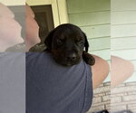 Small #1 Labrador Retriever Mix