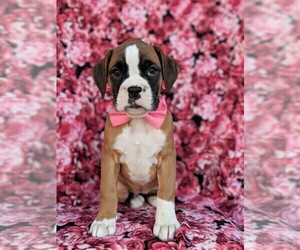 Boxer Puppy for sale in KIRKWOOD, PA, USA