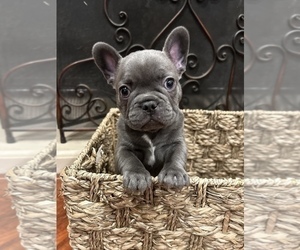 French Bulldog Puppy for sale in SYLMAR, CA, USA