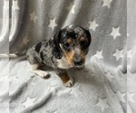 Small #1 Dachshund