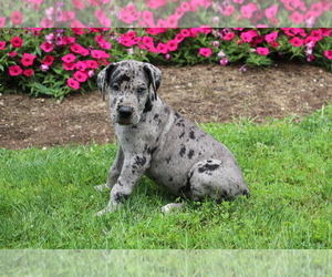 Great Dane Puppy for sale in SHILOH, OH, USA