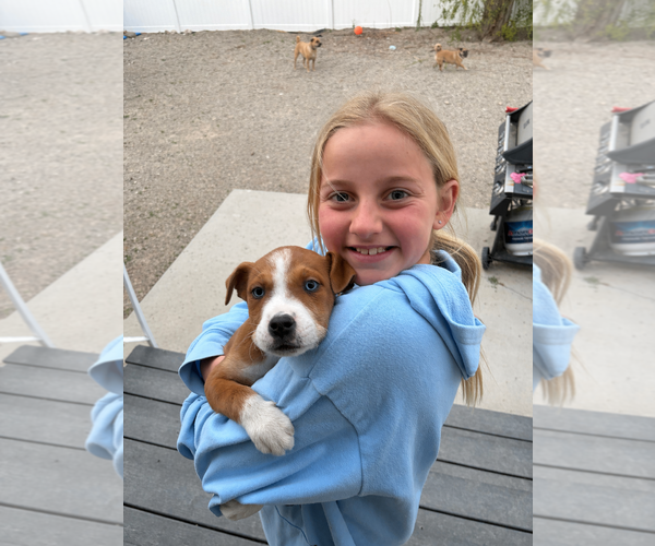 Medium Photo #2 Collie-Unknown Mix Puppy For Sale in Sandy, UT, USA