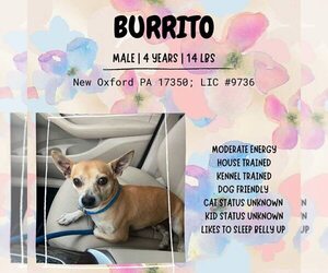 Chihuahua-Unknown Mix Dogs for adoption in New Oxford , PA, USA