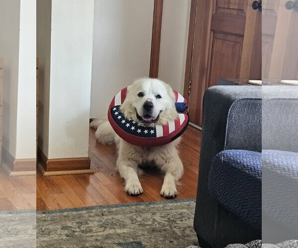 Medium Photo #7 Great Pyrenees Puppy For Sale in Croydon, NH, USA