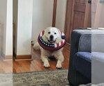 Small Photo #7 Great Pyrenees Puppy For Sale in Croydon, NH, USA