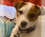 Small Photo #1 Jack Russell Terrier Puppy For Sale in BOISE, ID, USA