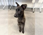 Small #3 Holland Shepherd