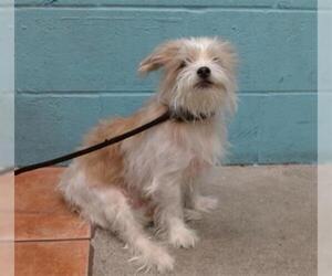 Mutt Dogs for adoption in Downey, CA, USA