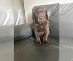 Small #1 Labrador Retriever