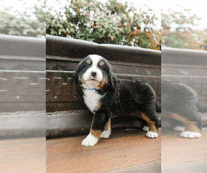 Bernese Mountain Dog Puppy for sale in BREMEN, AL, USA
