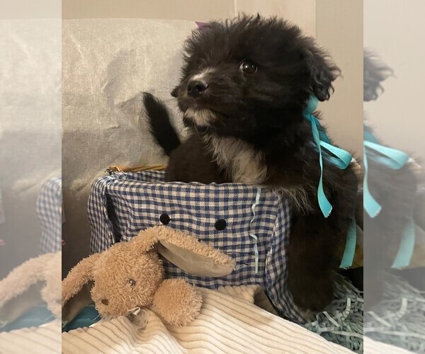 Medium Photo #6 Aussiedoodle Puppy For Sale in MIDDLETOWN, OH, USA