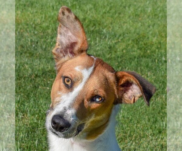 Medium Photo #1 Collie-Greyhound Mix Puppy For Sale in Huntley, IL, USA