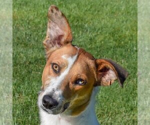 Collie-Greyhound Mix Dogs for adoption in Huntley, IL, USA