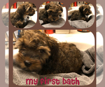 Small Photo #25 YorkiePoo Puppy For Sale in SEYMOUR, IN, USA
