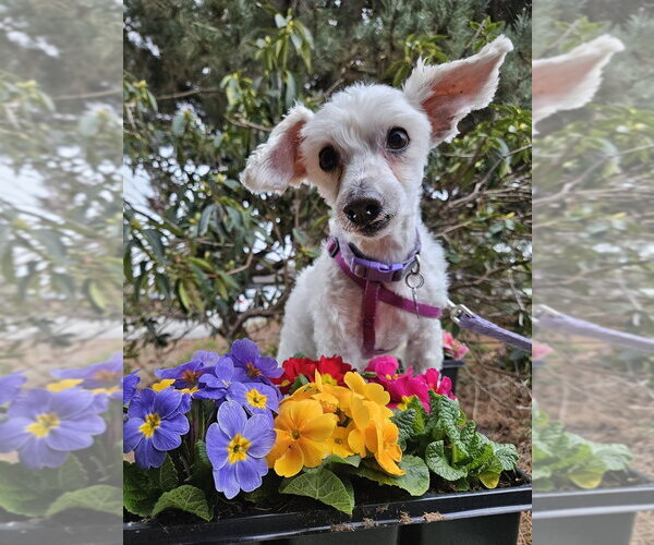 Medium Photo #7 Maltipoo (Miniature) Puppy For Sale in Bellingham, WA, USA