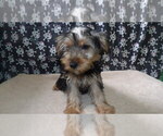 Puppy Maggie Yorkshire Terrier