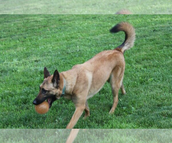 Medium Photo #9 Mutt Puppy For Sale in Stevens Point, WI, USA