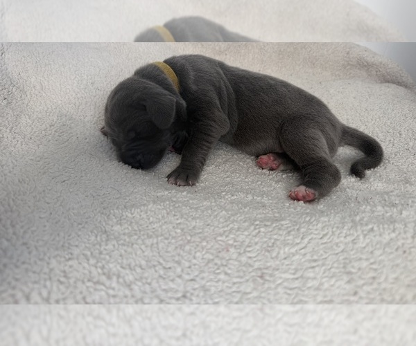 Medium Photo #9 Great Dane Puppy For Sale in OLATHE, CO, USA