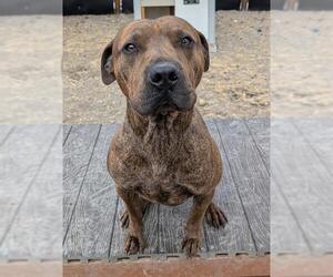 Mutt Dogs for adoption in Frisco, CO, USA