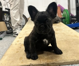 French Bulldog Puppy for Sale in PALO ALTO, California USA